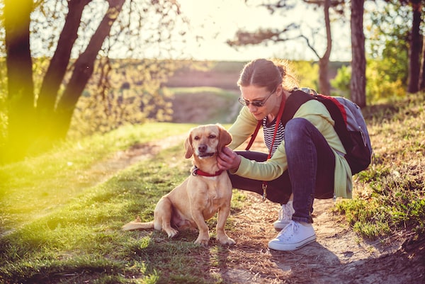 how to remove a tick from your pet