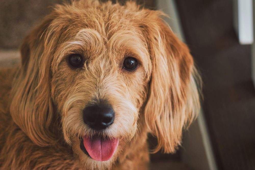 long-coated brown puppy