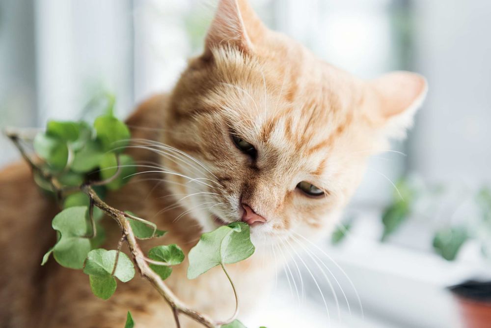 what plants are safe for cats and toxic to cats