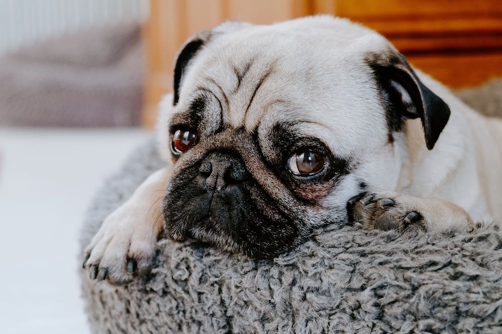 cleaning dog bed