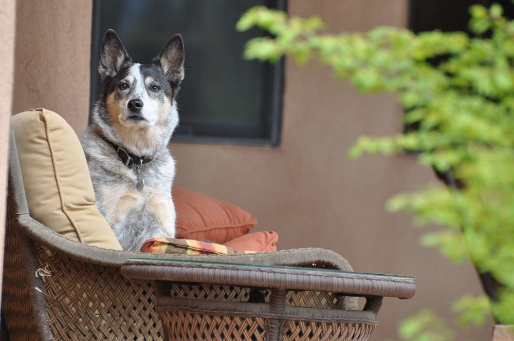 the top 10 smartest dog breeds australian cattle dog