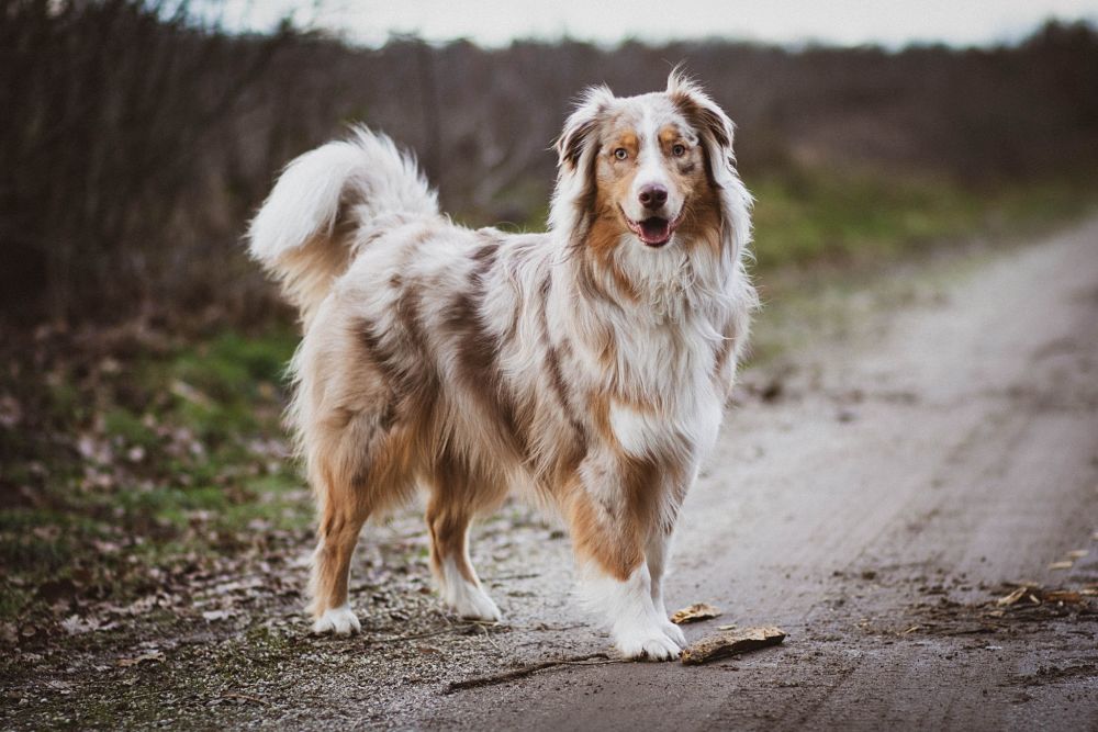 the top 10 smartest dog breeds australian shepherd