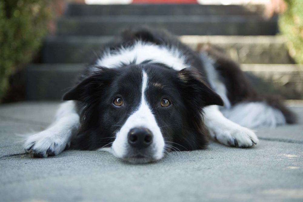 the top 10 smartest dog breeds border collie