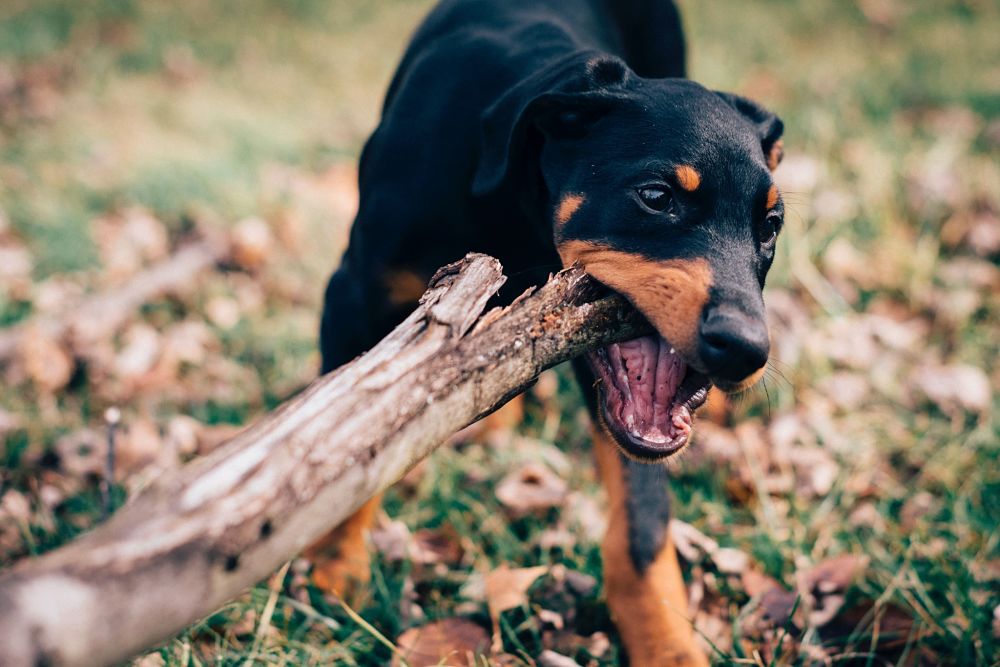 the top 10 smartest dog breeds doberman pinscher