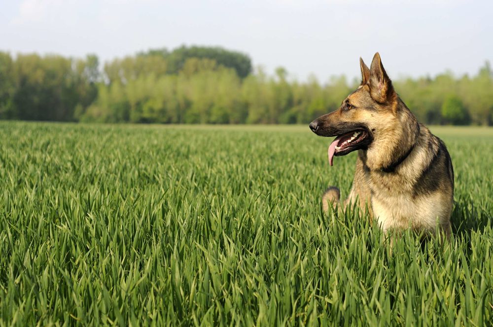 the top 10 smartest dog breeds german shepherd