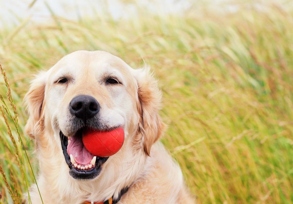 the top 10 smartest dog breeds golden retriever