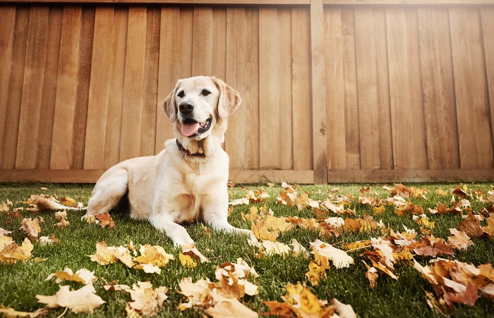 the top 10 smartest dog breeds labrador retriever