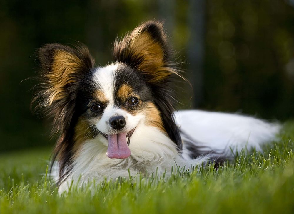 the top 10 smartest dog breeds papillon