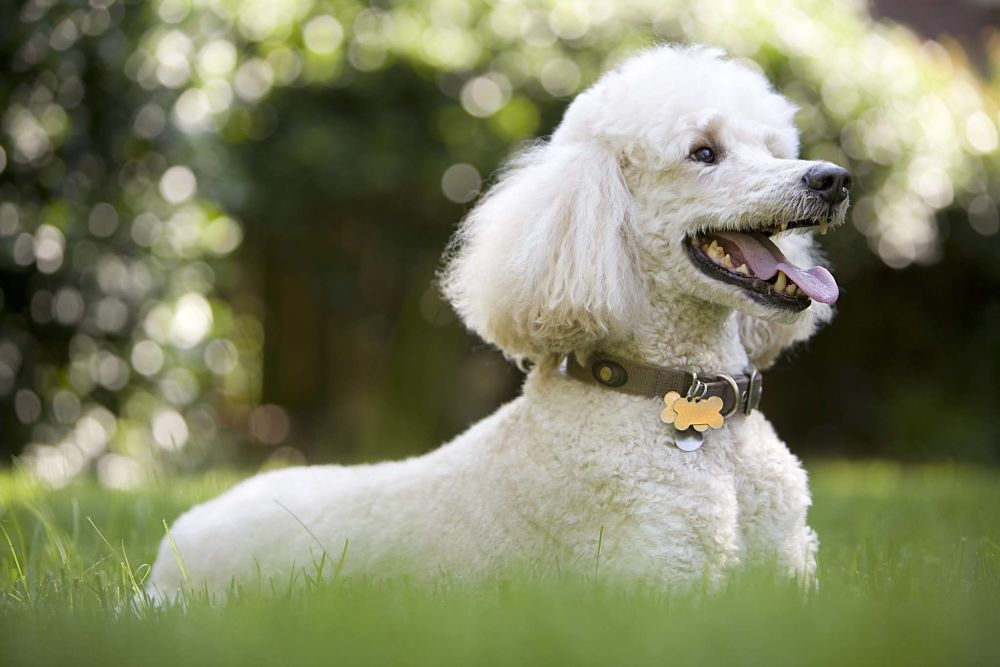 the top 10 smartest dog breeds poodle