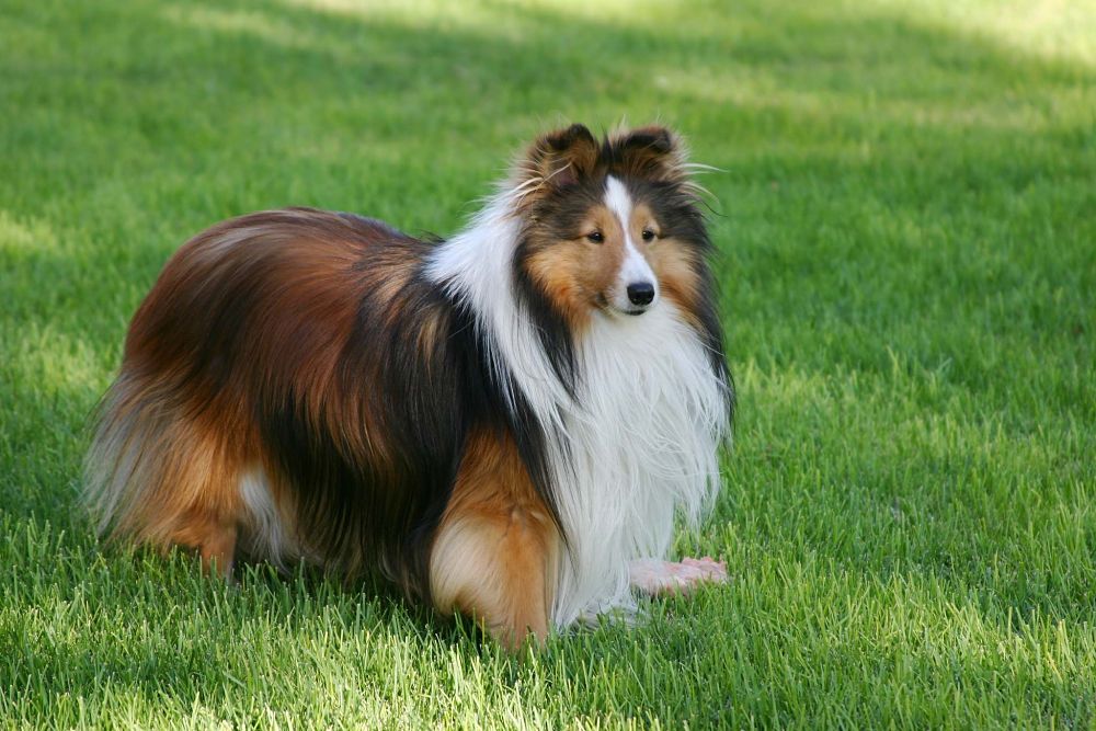 the top 10 smartest dog breeds shetland sheepdog