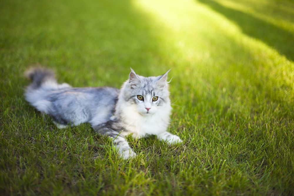 what breed is my cat maine coon