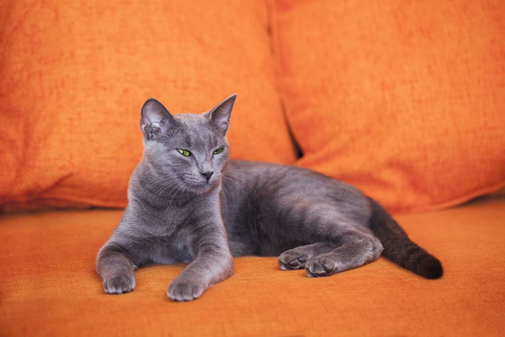 what breed is my cat russian blue