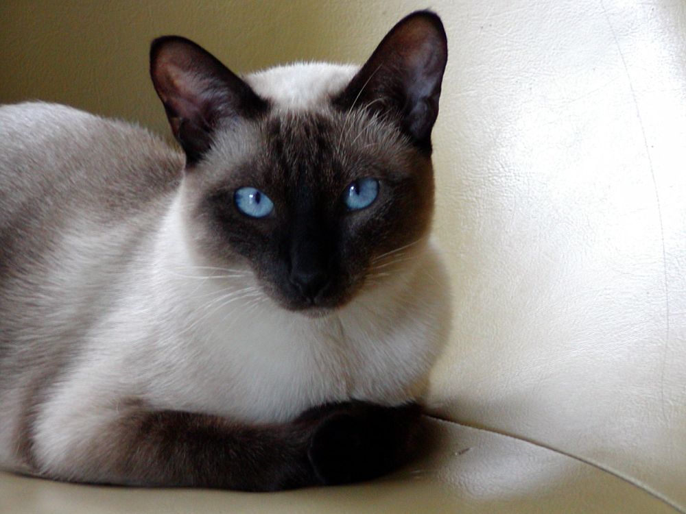 what breed is my cat siamese