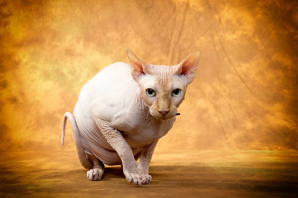 what breed is my cat sphynx