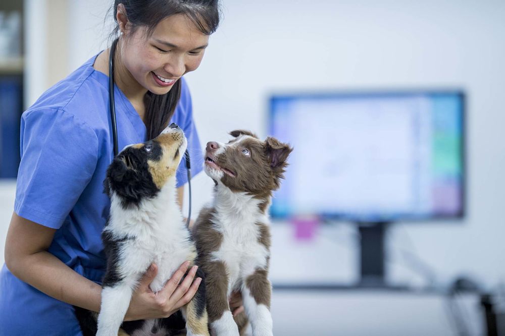 how much does it cost to spay and neuter a dog