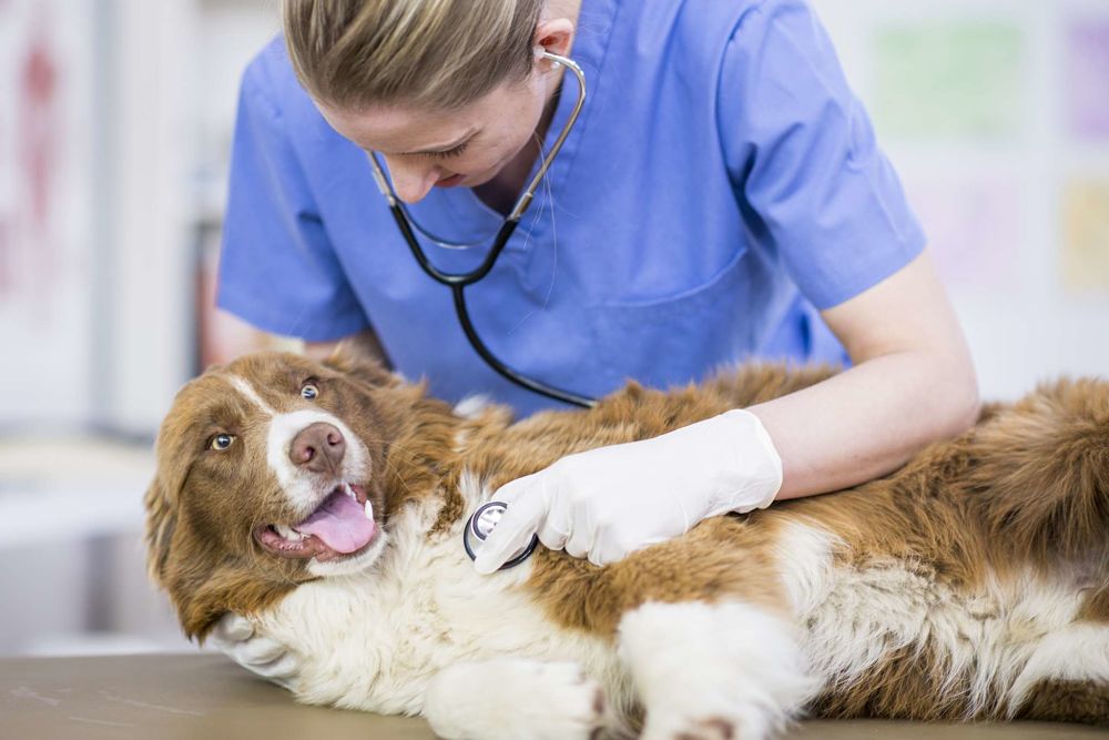 what to do if you need help with vet bills