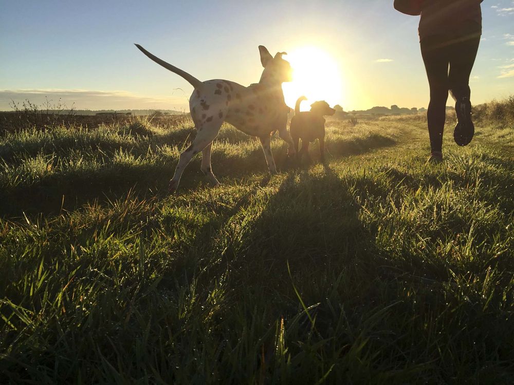  what to give a constipated dog exercise