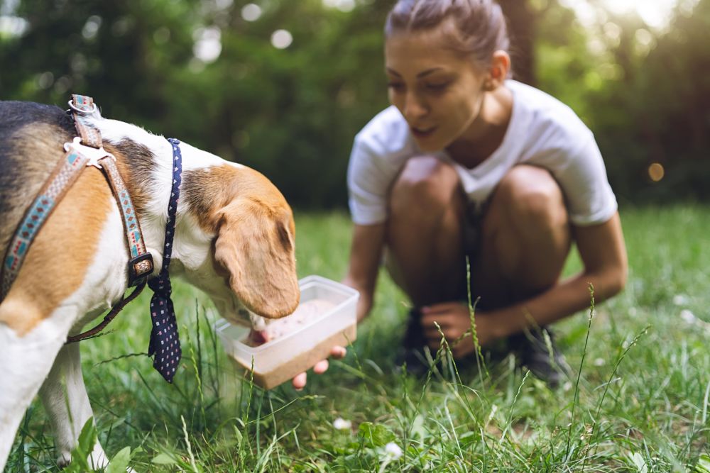  what to give a constipated dog fiber