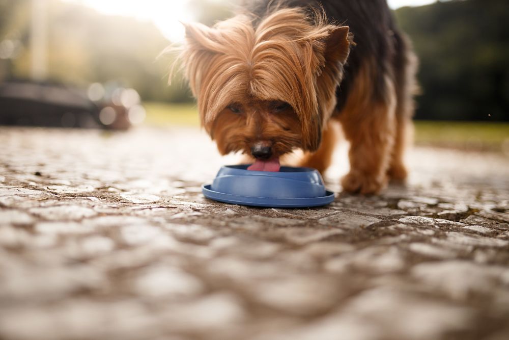 what to give a constipated dog fluids