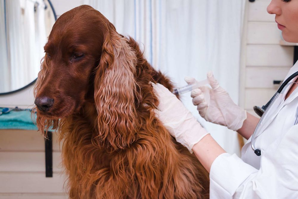 everything you need to know about your puppy vaccine schedule