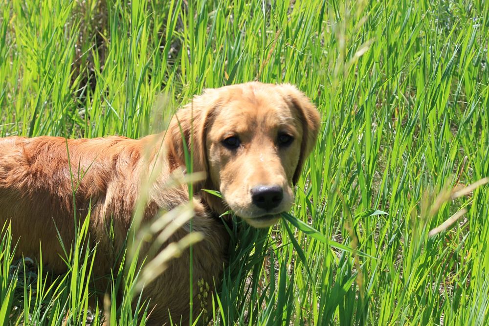 why does my golden retriever eat grass?