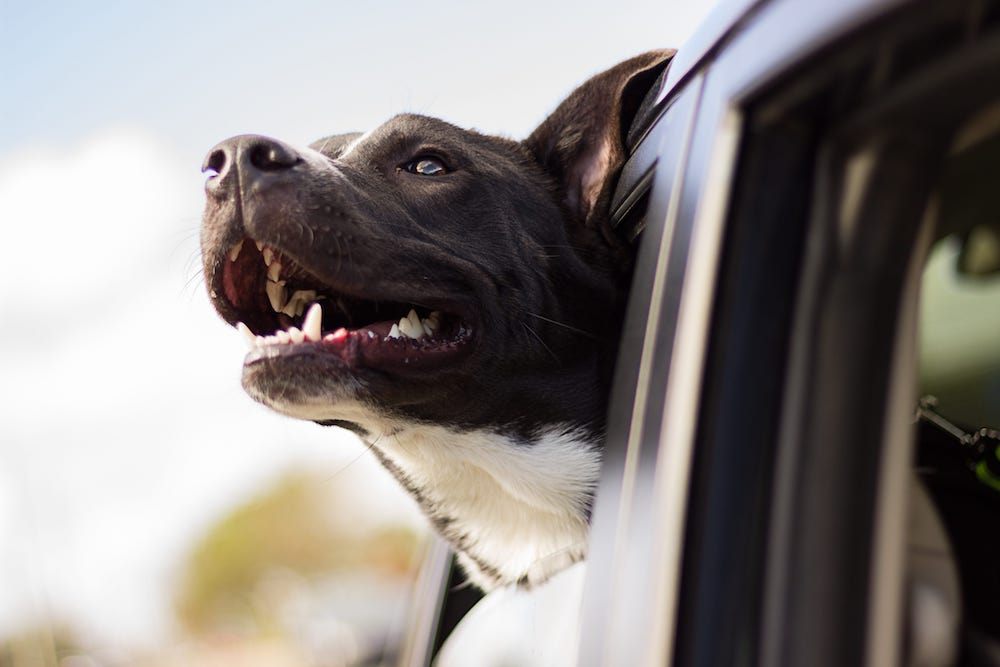 Scratchpay dog with head outside of window