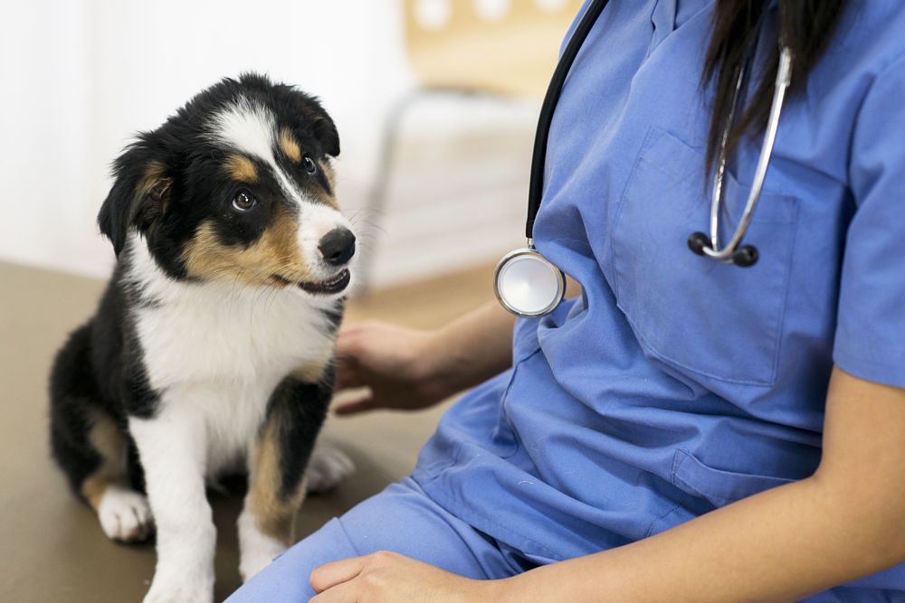 how to tell if your dog is sick