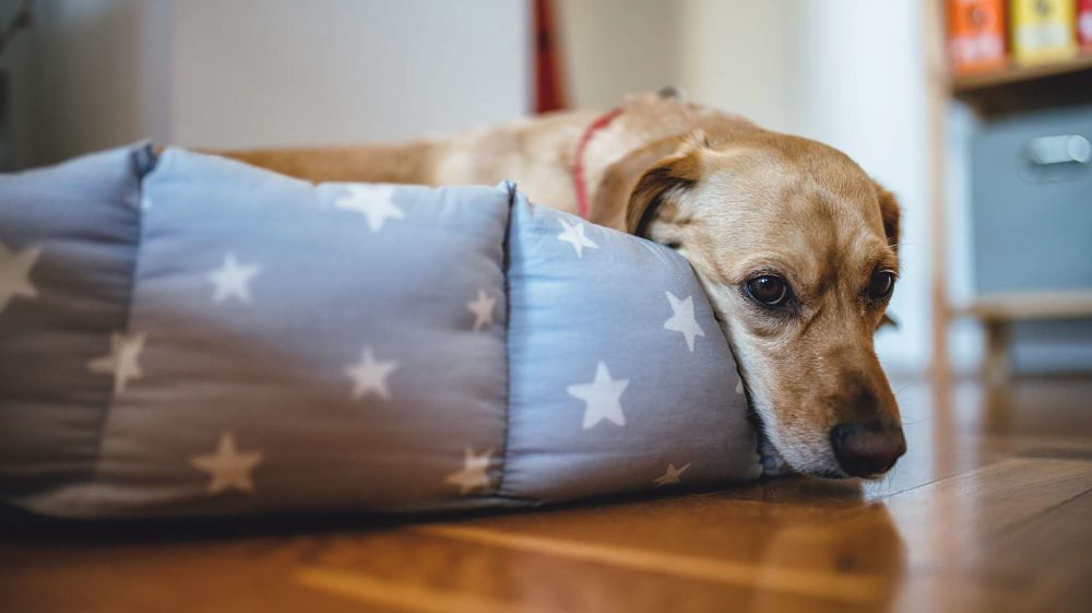 how to tell if your dog is sick poisoning