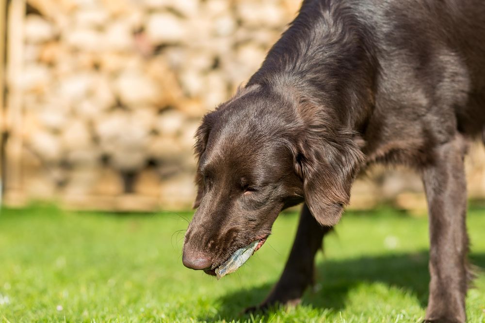 how to tell if your dog is sick retching