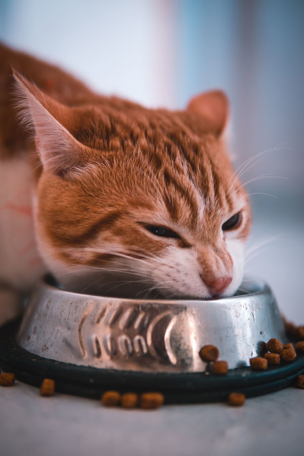 orange tabby cat eating