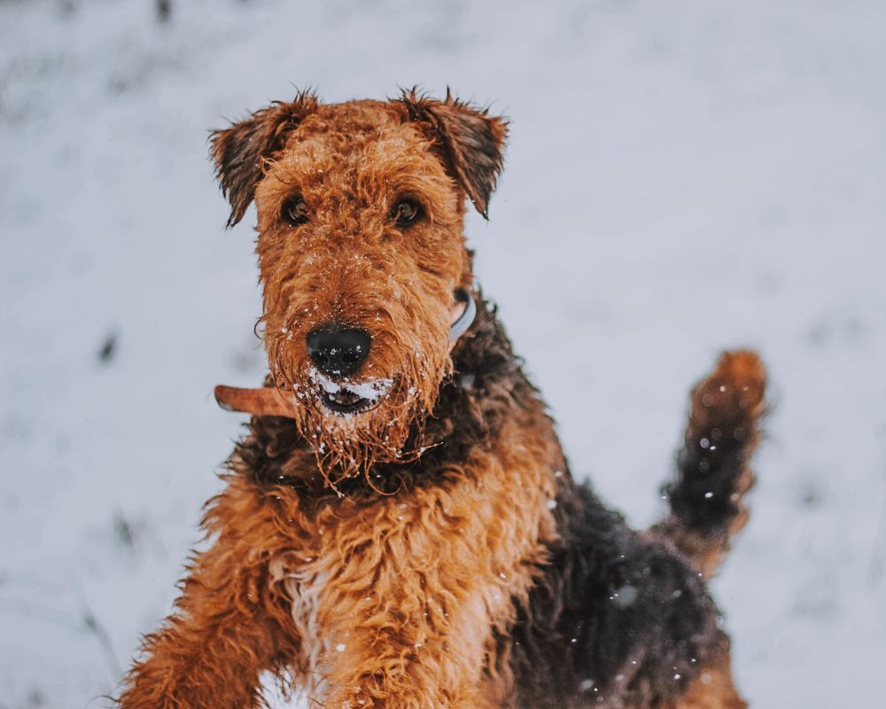 dog covered in snow