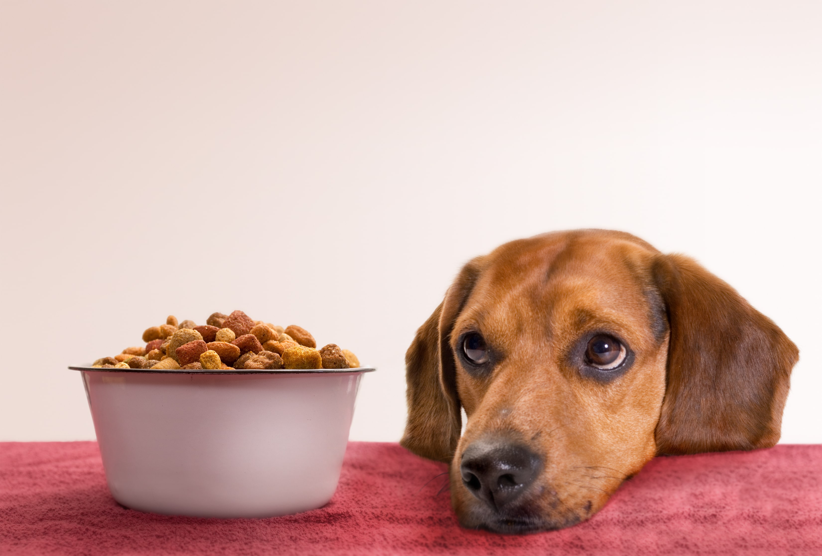 Control Diet - How To Potty Train Your Dog