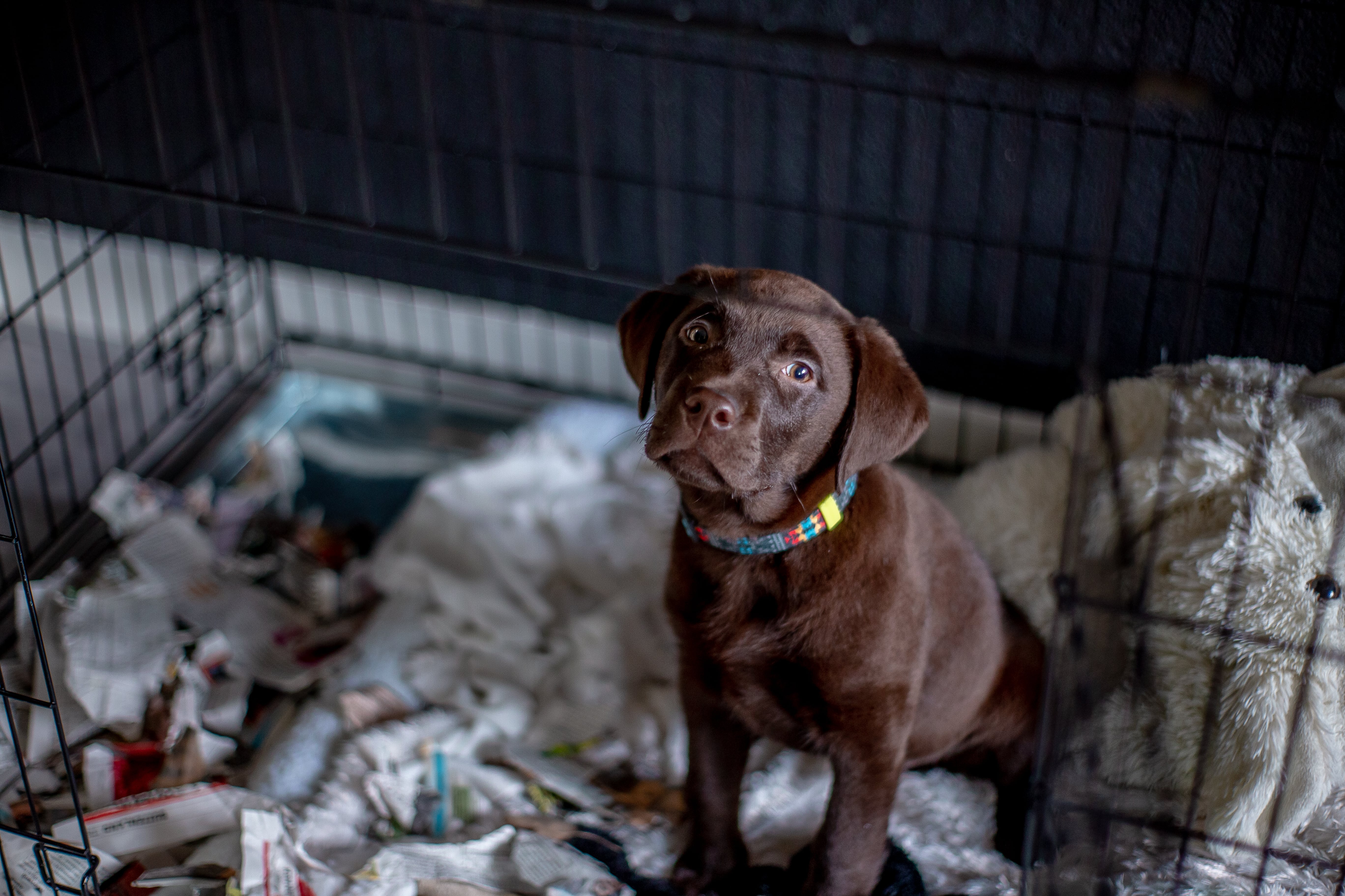 Crate Train - How To Potty Train Your Dog