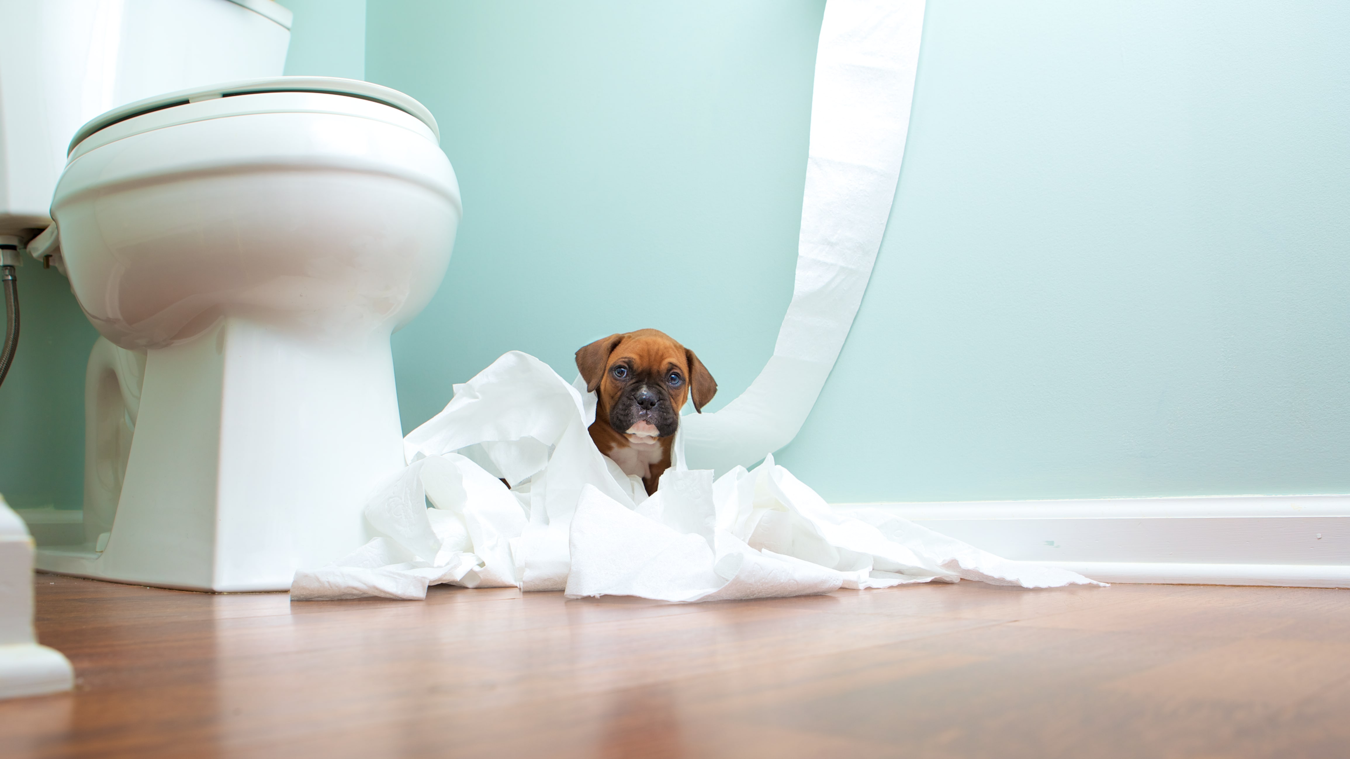 ways to potty train a puppy