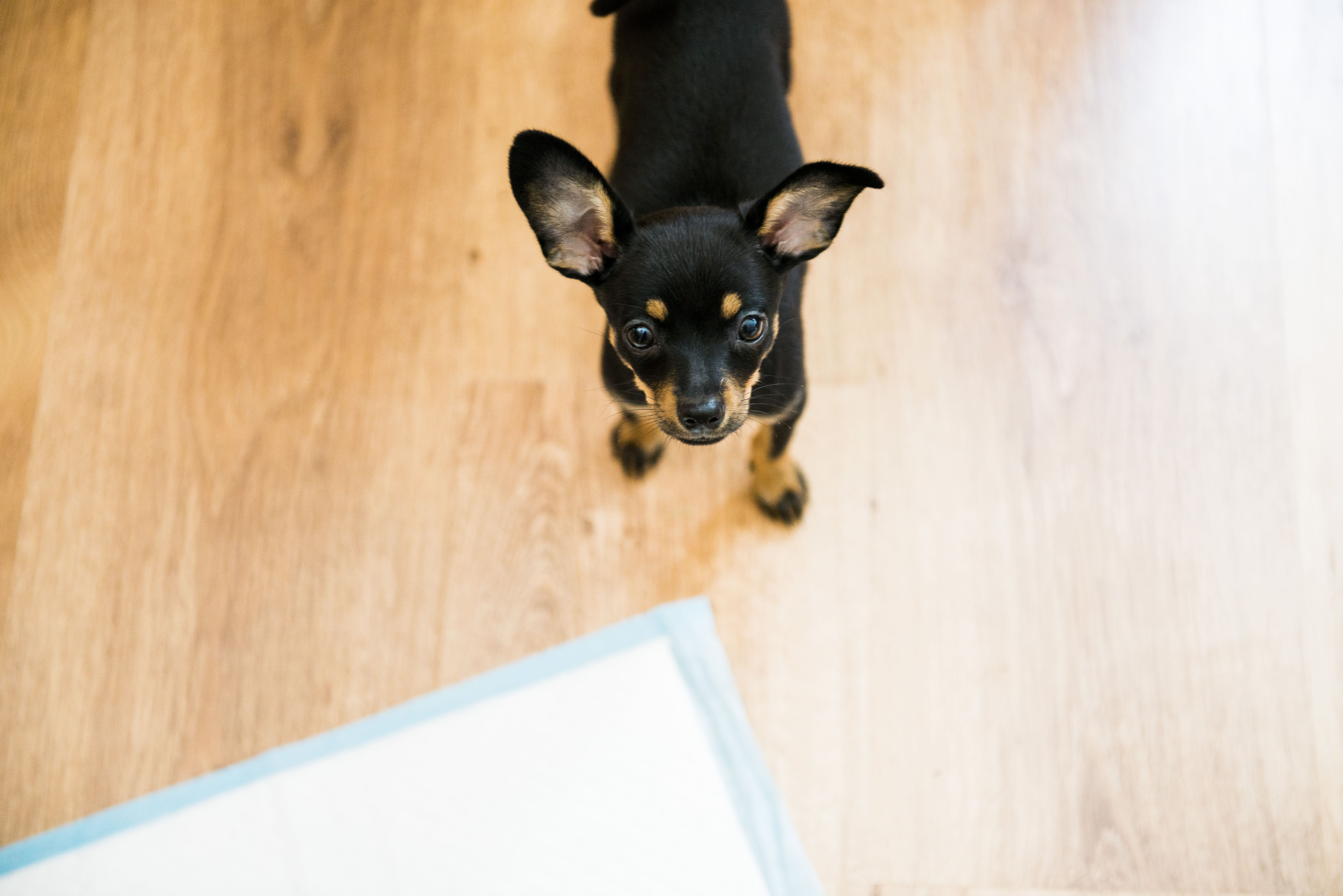 Pee Pads - How to Potty Train Your Dog