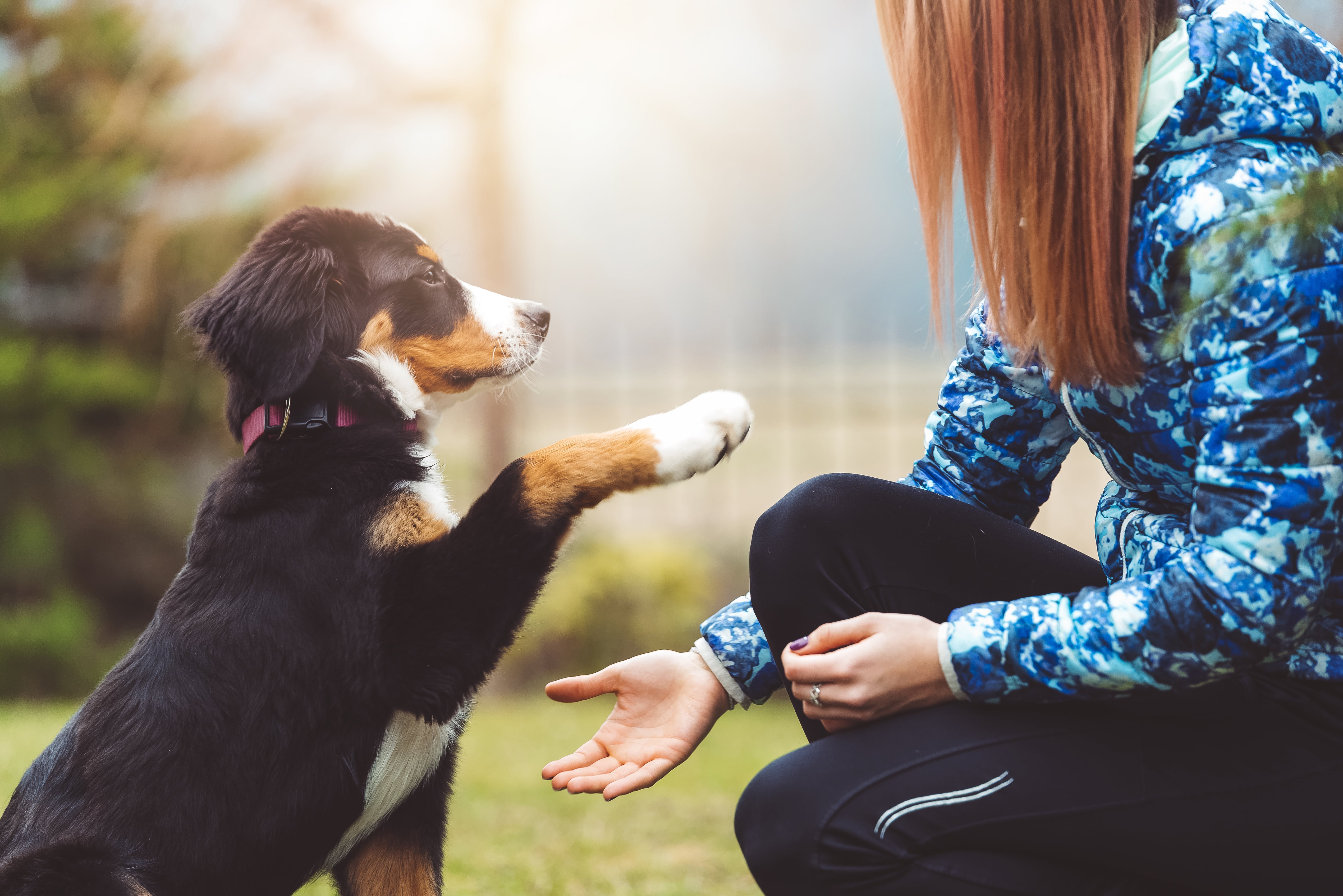 Praise - How to Potty Train Your Dog