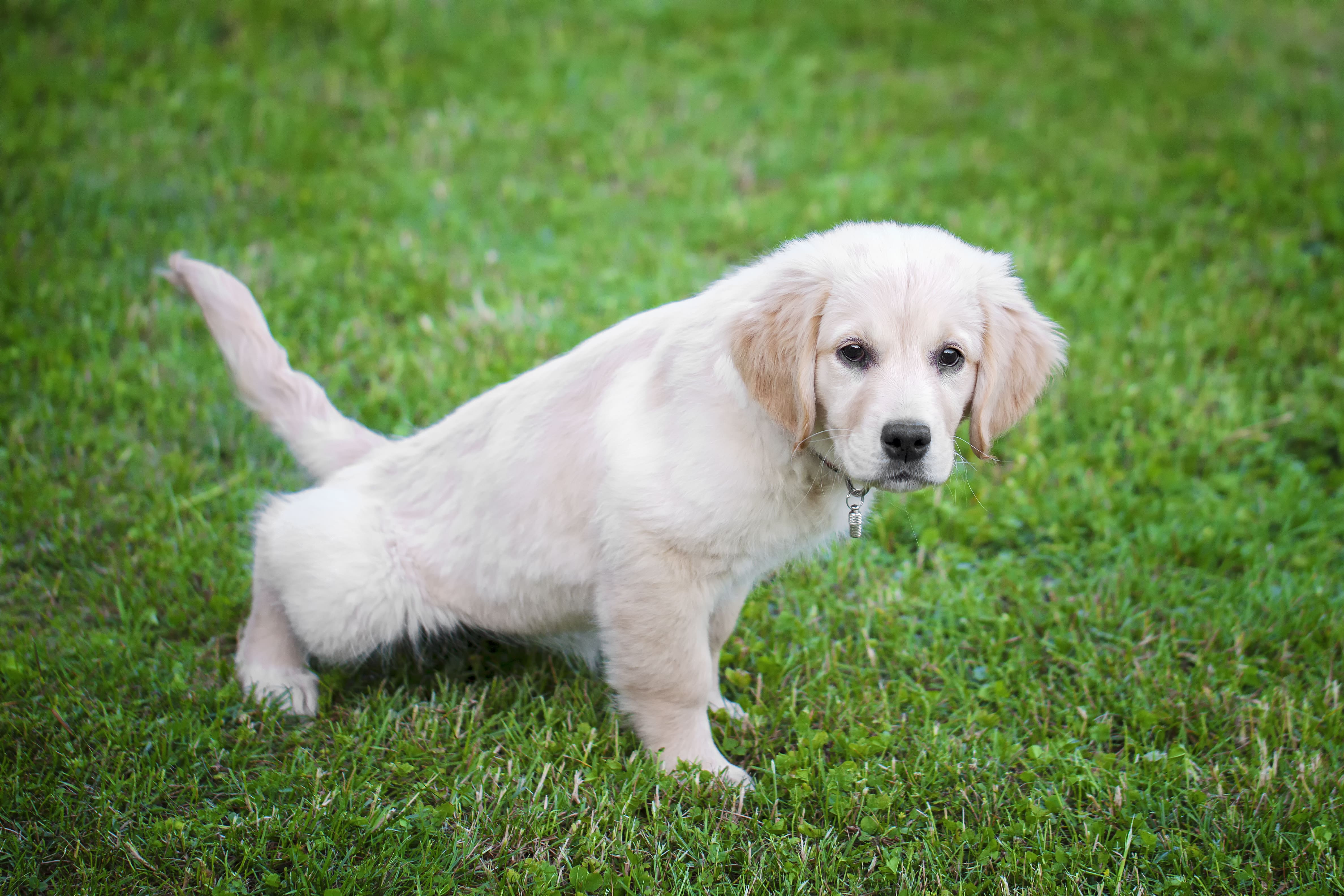 Consistent Schedule - How to Potty Train Your Dog