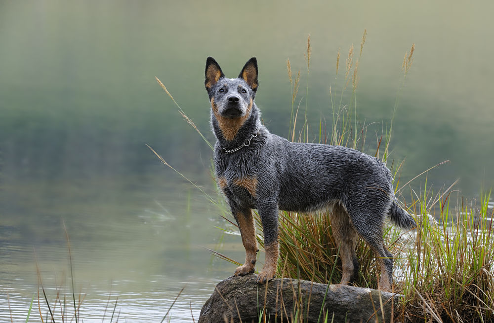 these are the worst dog breeds for cats australian cattle dog