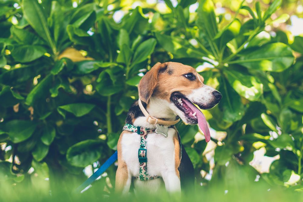 estas son las peores razas de perros para gatos beagle