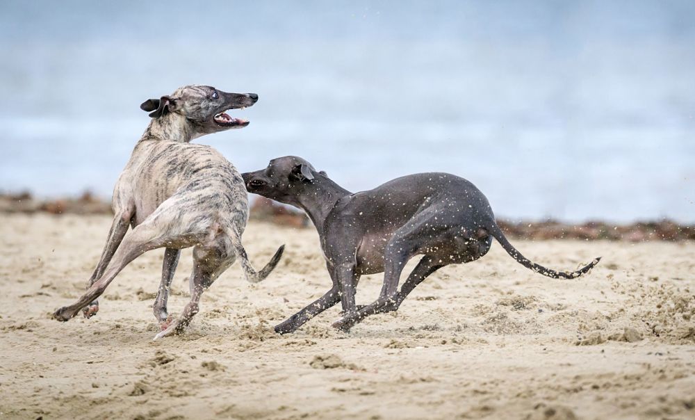 Dies sind die schlechtesten Hunderassen für Katzen greyhound