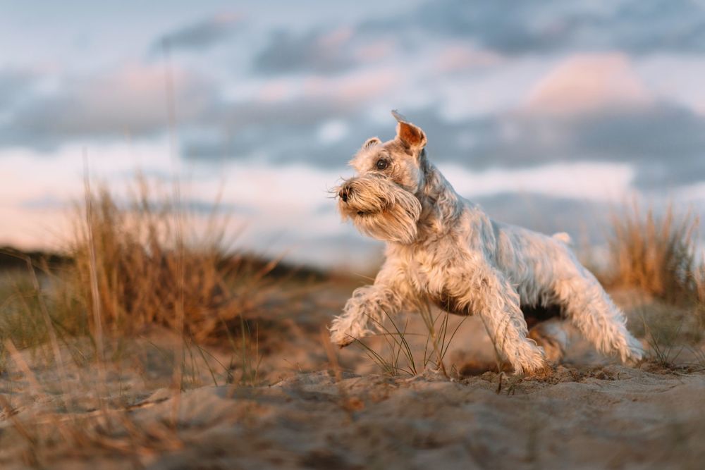 these are the worst dog breeds for cats miniature schnauzer