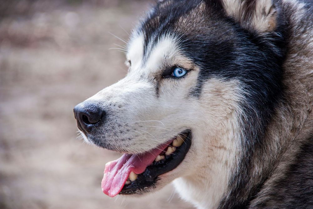 ce sont les pires races de chiens pour les chats husky sibérien