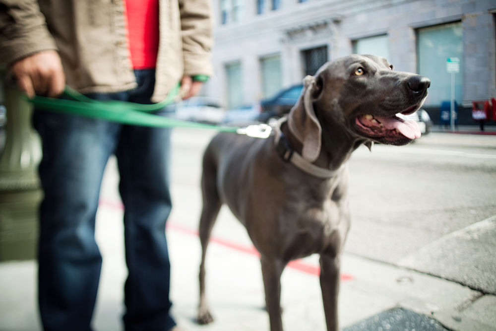 Dies sind die schlechtesten Hunderassen für Katzen weimaraner