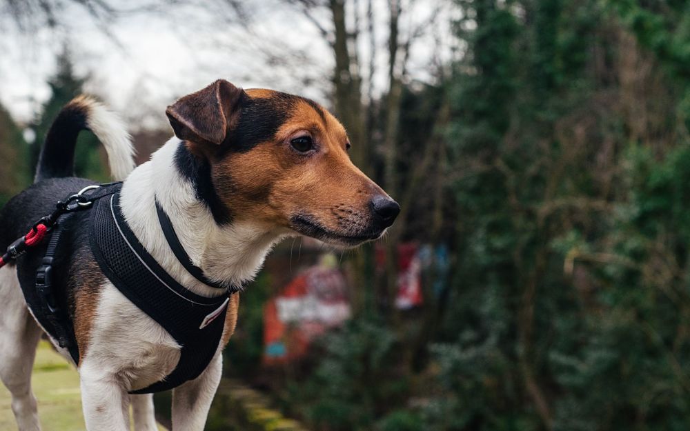 queste sono le peggiori razze di cani per gatti