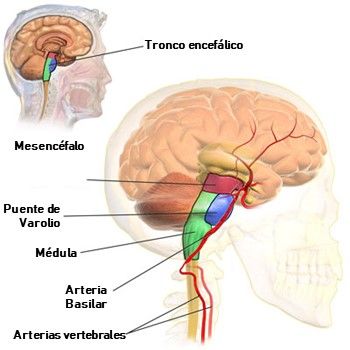 Diagrama del tronco encefálico. Imagen vía Wikimedia Commons.