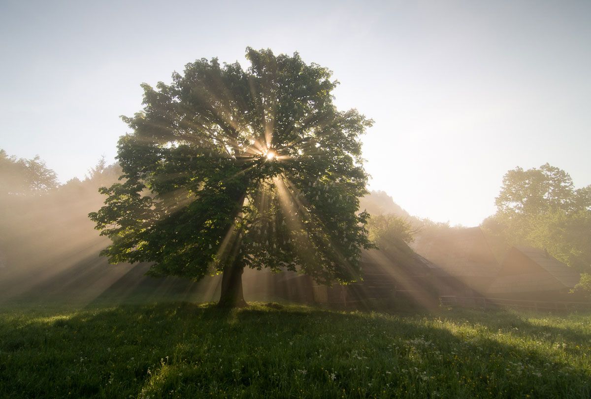 alma compares faith to a seed that can spring forth into a tree