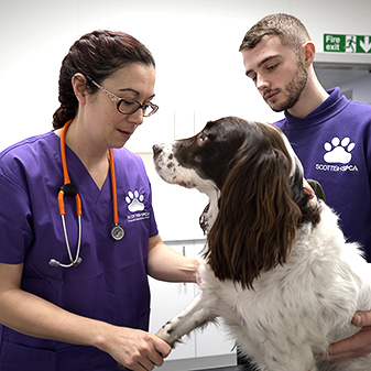 Scottish Society For The Prevention Of Cruelty Of Animals Scottish Spca Scvo