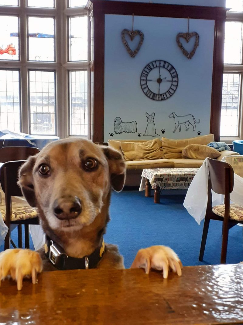 Toby, one of the Give a Dog a Bone companionship dogs, at the Alloa Hub