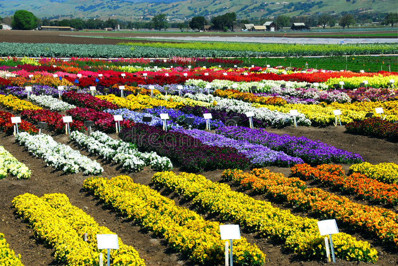 Flower Farming