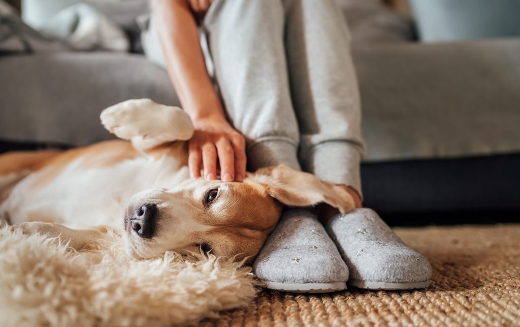 comfy beagle dog on rug next to person's slippers being pet; weatherization tax credits can help make your home more comfortable for people and pets